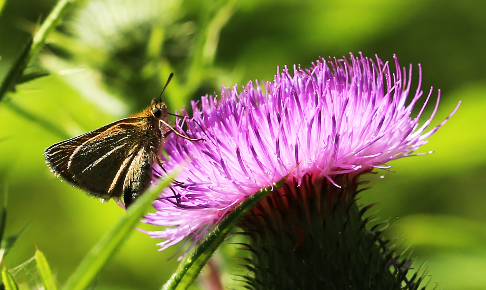 Dickkopffalter auf Gewöhnlicher Kratzdistel