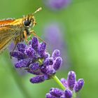 Dickkopffalter auf Lavendel