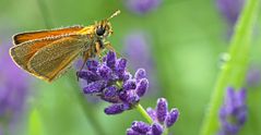 Dickkopffalter auf Lavendel