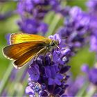 Dickkopffalter auf Lavendel