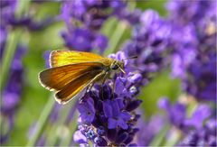 Dickkopffalter auf Lavendel