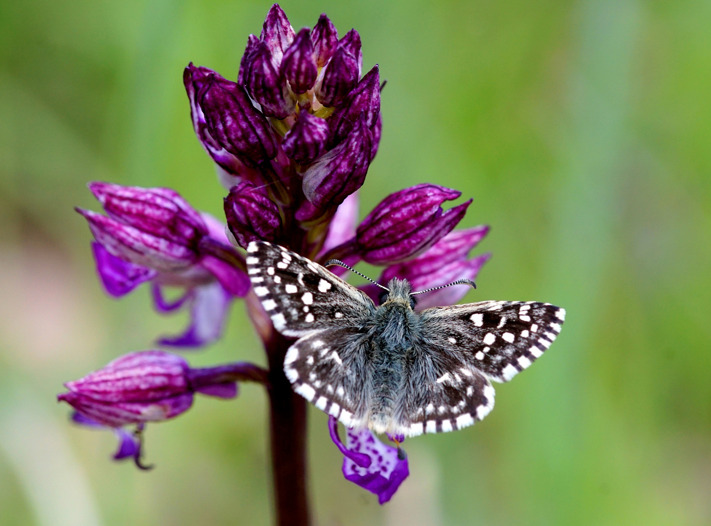 Dickkopffalter auf Orchidee.