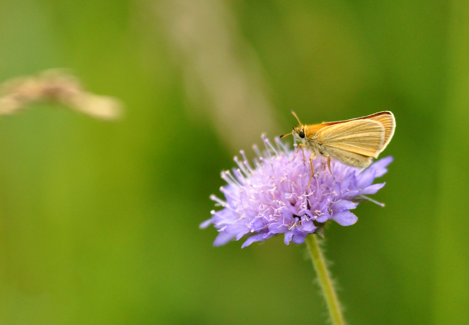 Dickkopffalter auf Scabiose