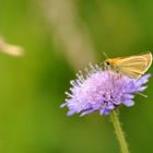 Dickkopffalter auf Scabiose