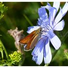 Dickkopffalter auf Wegwartenblüte 