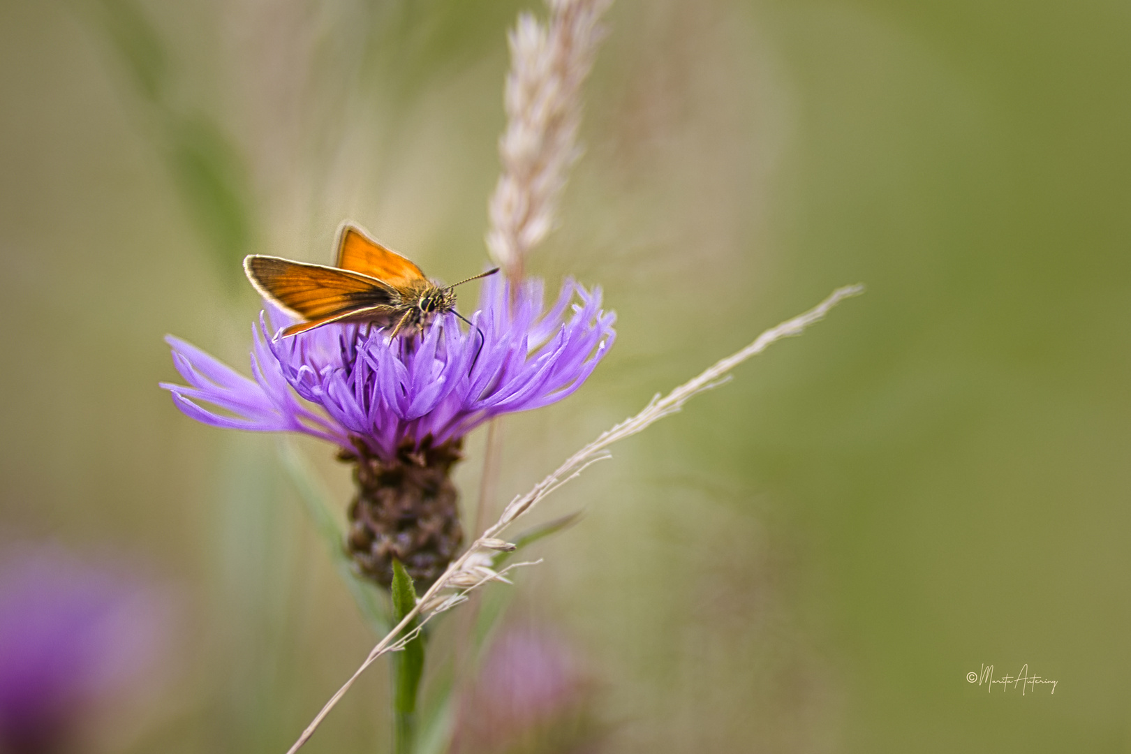 Dickkopffalter auf Wiesenflockenblume