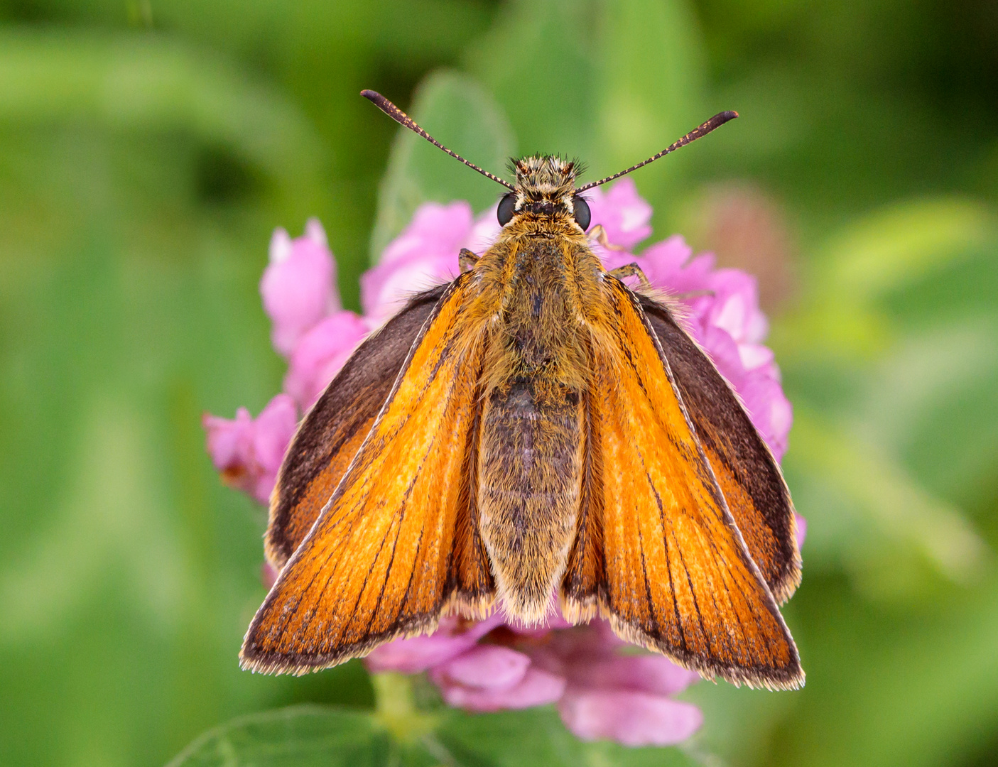 Dickkopffalter auf wildem Klee (Thymelicus sylvestris)