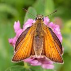 Dickkopffalter auf wildem Klee (Thymelicus sylvestris)