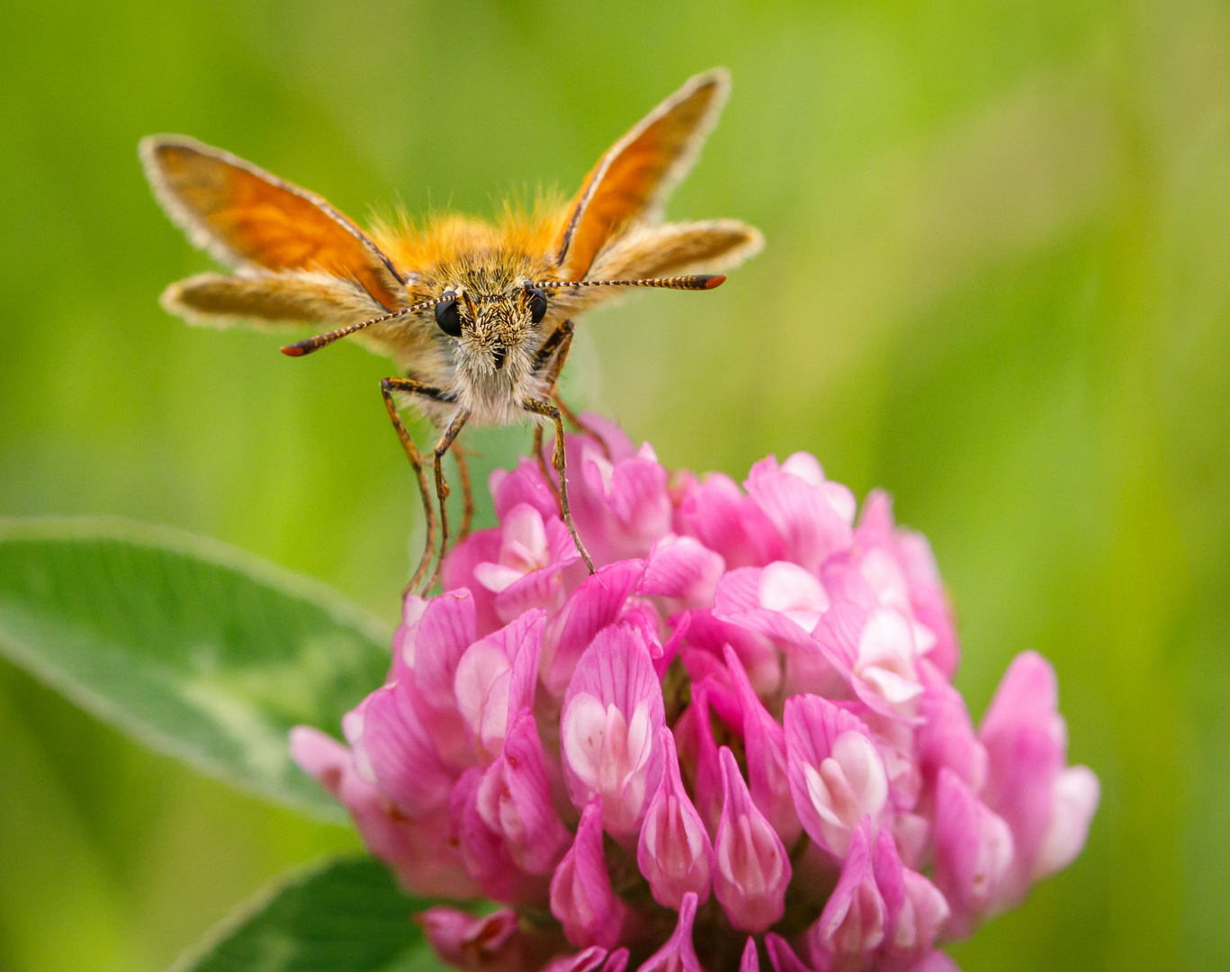 Dickkopffalter auf wildem Klee (Thymelicus sylvestris)