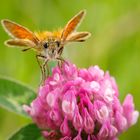 Dickkopffalter auf wildem Klee (Thymelicus sylvestris)