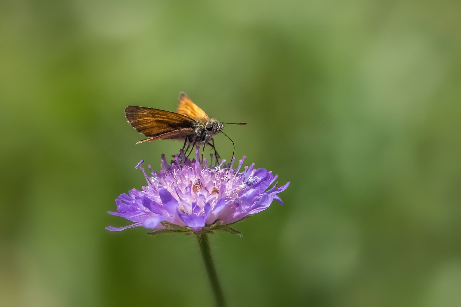 Dickkopffalter auf Witwenblume