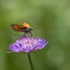 Dickkopffalter auf Witwenblume