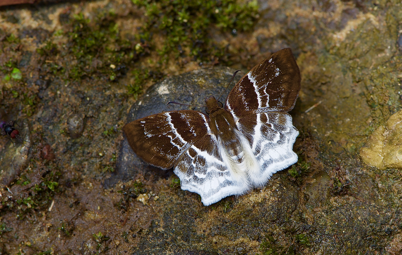 Dickkopffalter aus dem Bergregenwald von Borneo