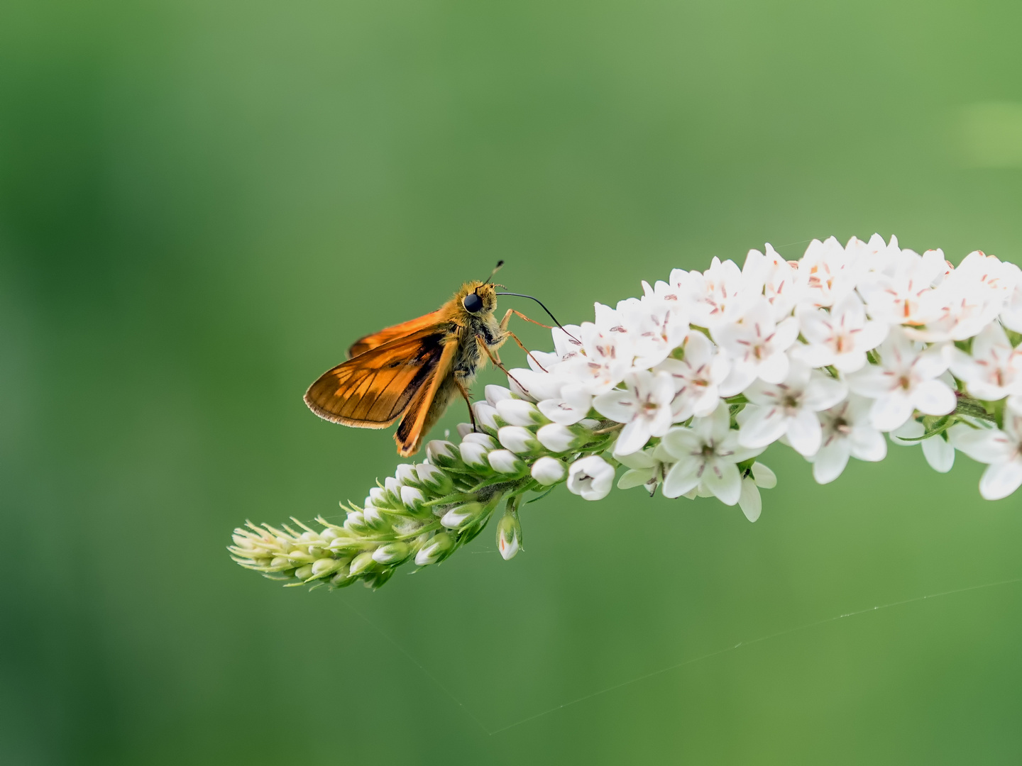 Dickkopffalter (Hesperiidae)