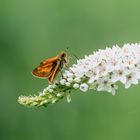 Dickkopffalter (Hesperiidae)