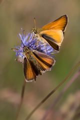 Dickkopffalter (Hesperiidae)