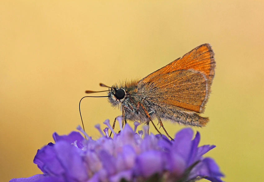 Dickkopffalter (Hesperiidae)