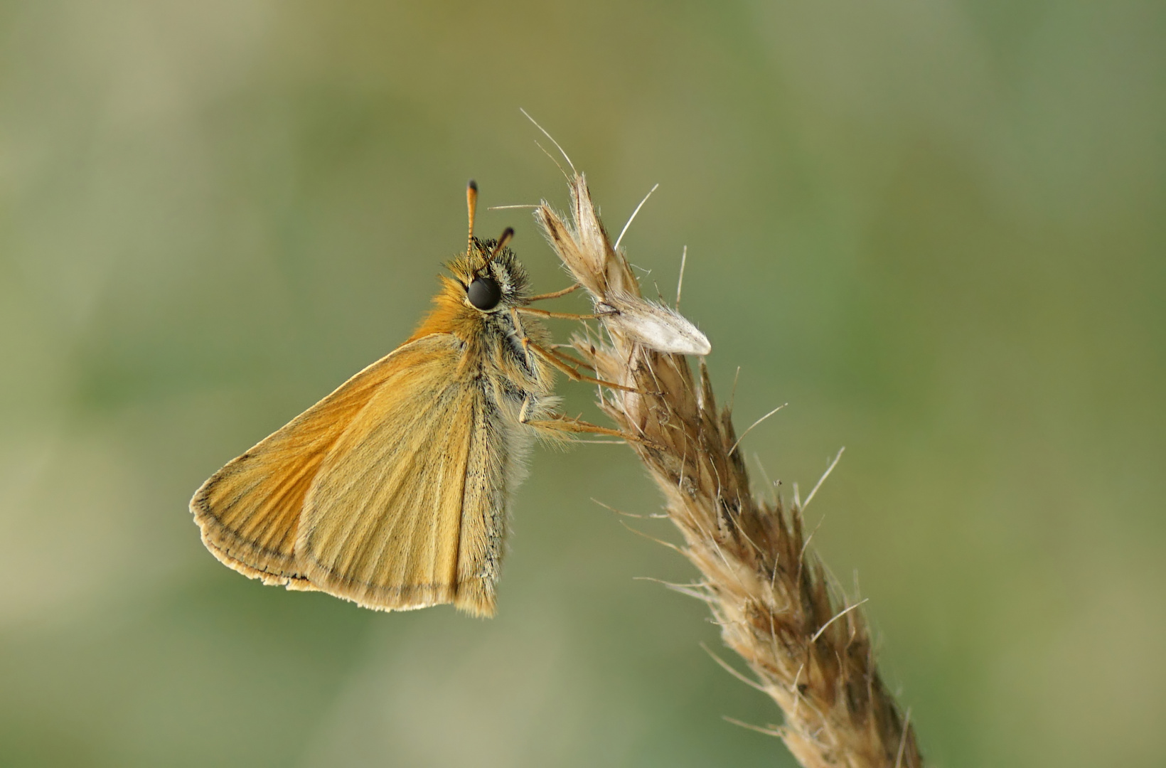 Dickkopffalter  (Hesperiidae)