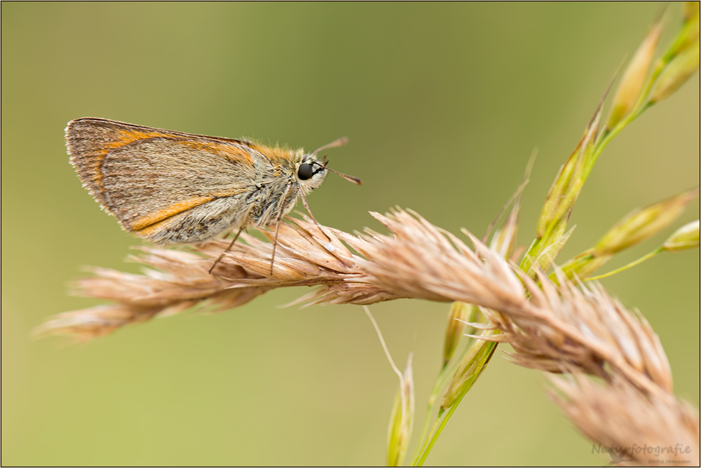 dickkopffalter (hesperiidae)