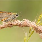 dickkopffalter (hesperiidae)