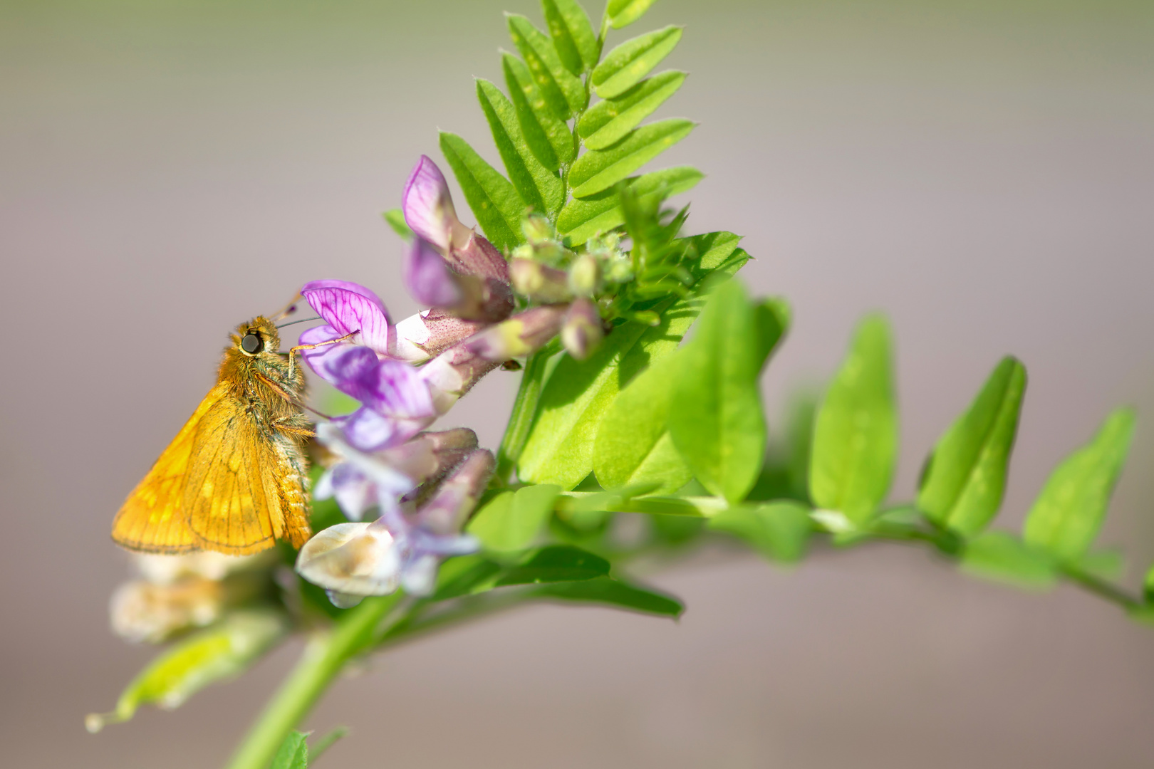 Dickkopffalter (Hesperiidae)