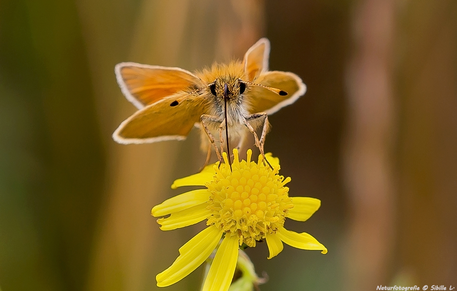 Dickkopffalter (Hesperiidae) 