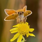 Dickkopffalter (Hesperiidae) 