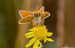 Dickkopffalter (Hesperiidae) 