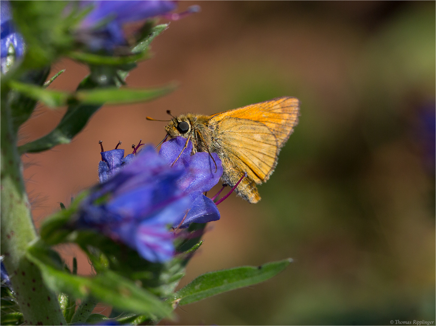 Dickkopffalter (Hesperiidae) aber was für einer?