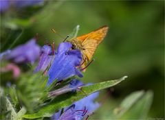 Dickkopffalter (Hesperiidae) aber was für einer??