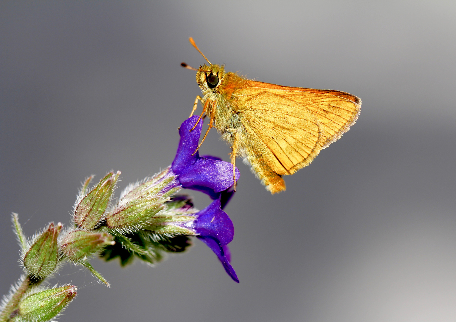 Dickkopffalter ( Hesperiidae ) an Ochsenzunge