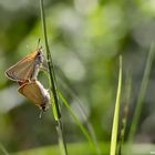 Dickkopffalter (Hesperiidae) bei der Paarung