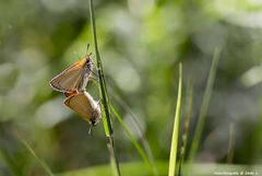 Dickkopffalter (Hesperiidae) bei der Paarung