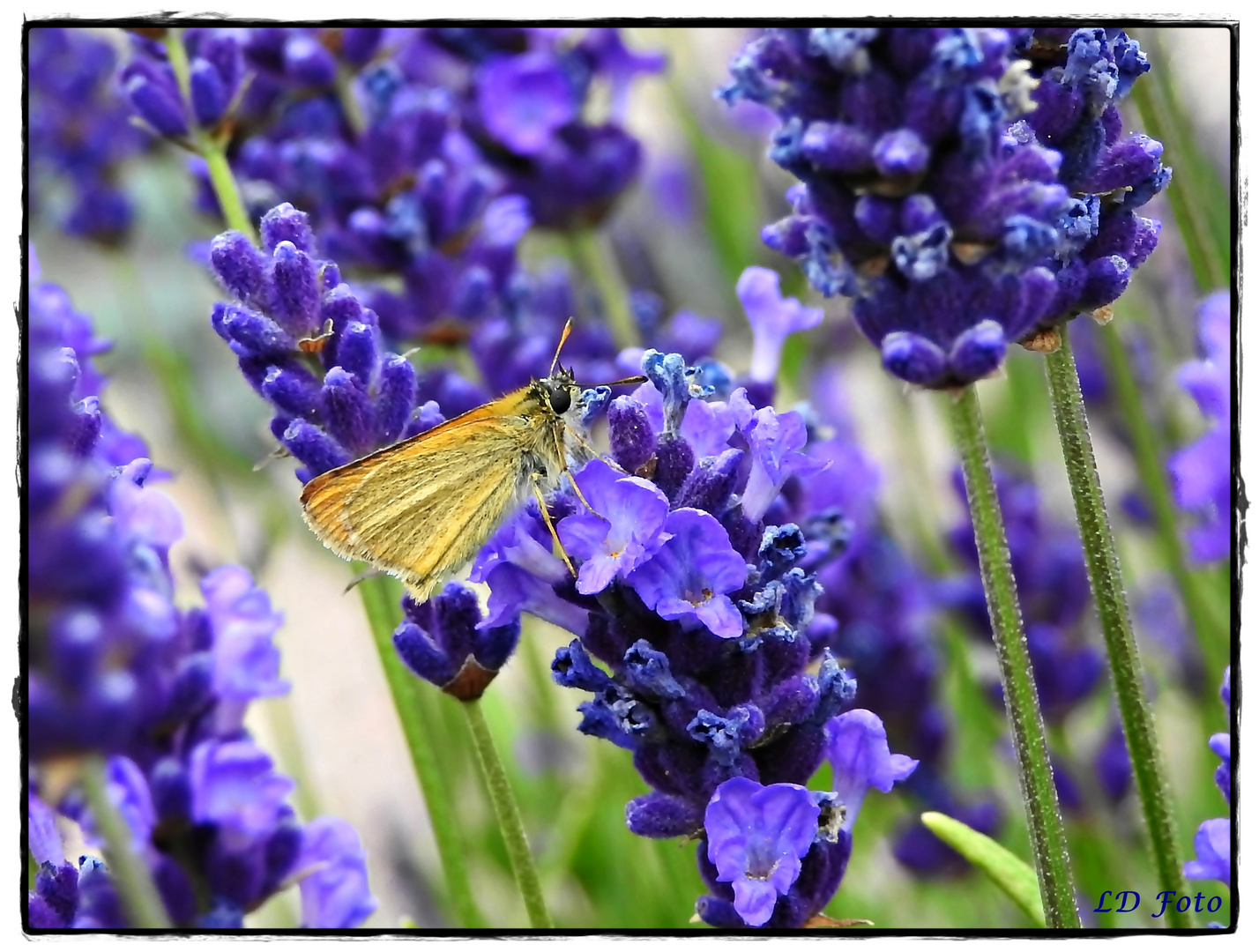 Dickkopffalter  im Lavendel 