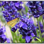 Dickkopffalter  im Lavendel 