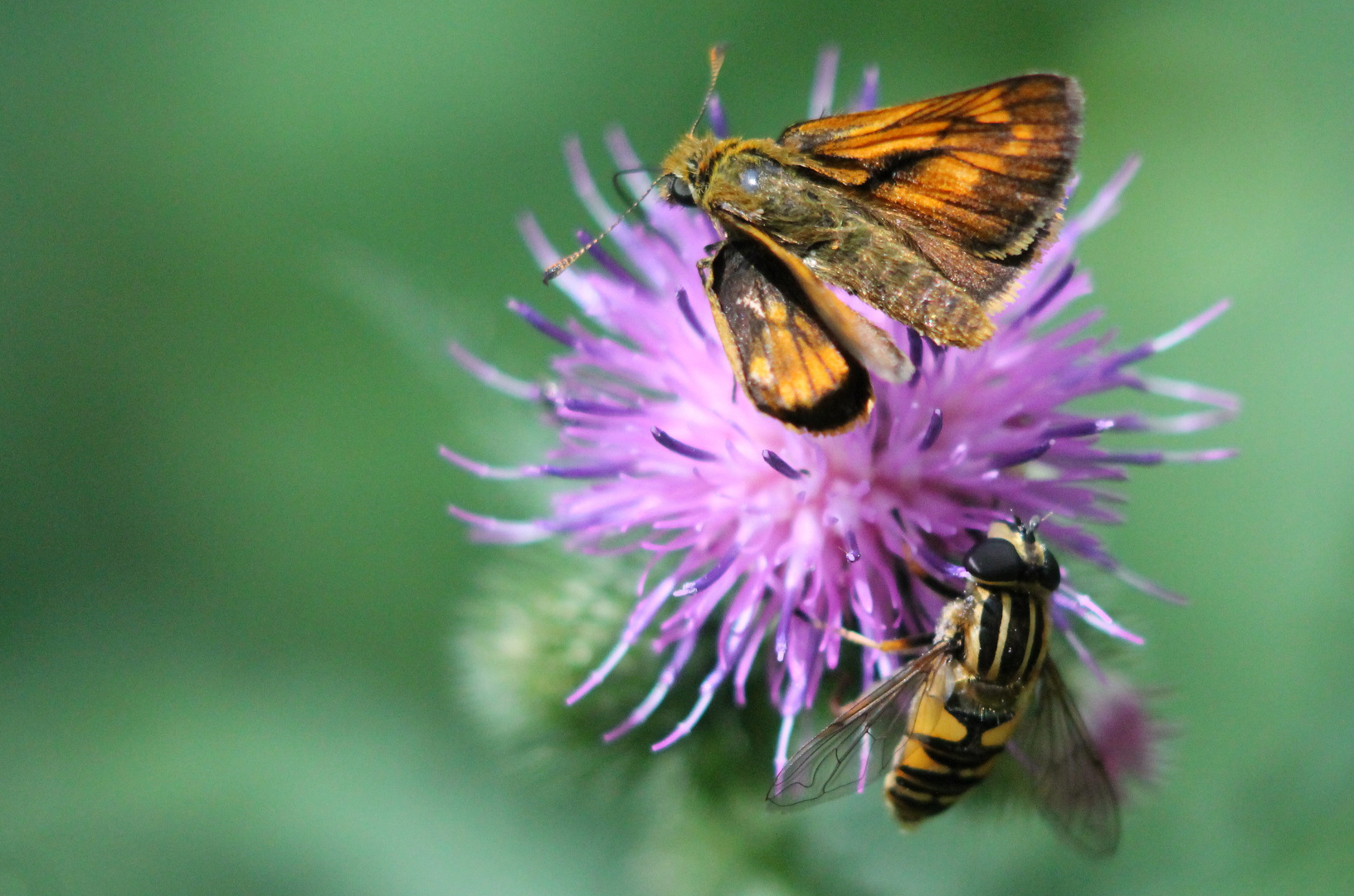  Dickkopffalter mit Fliege