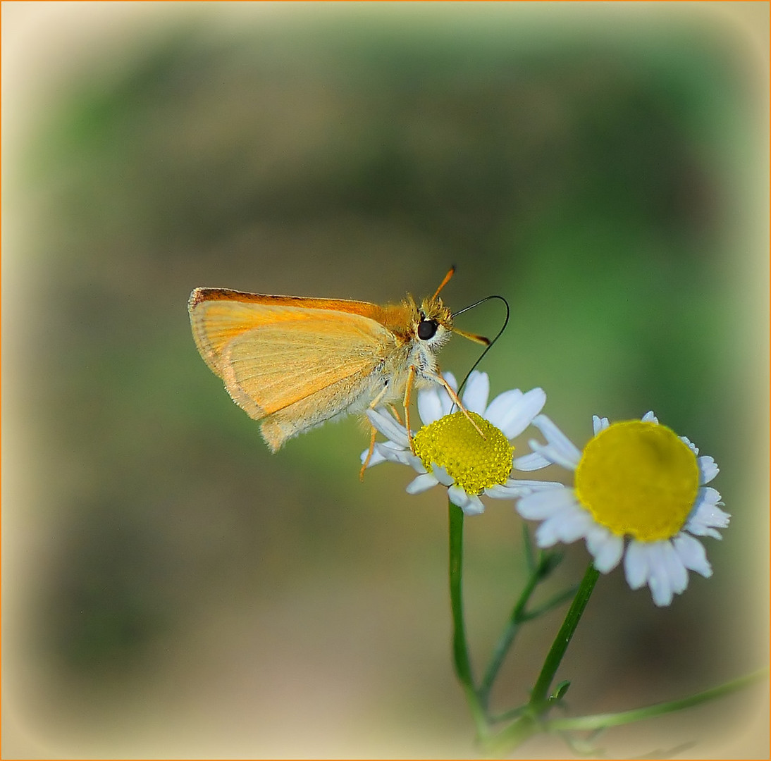 Dickkopffalter (Ochlodes venatus)