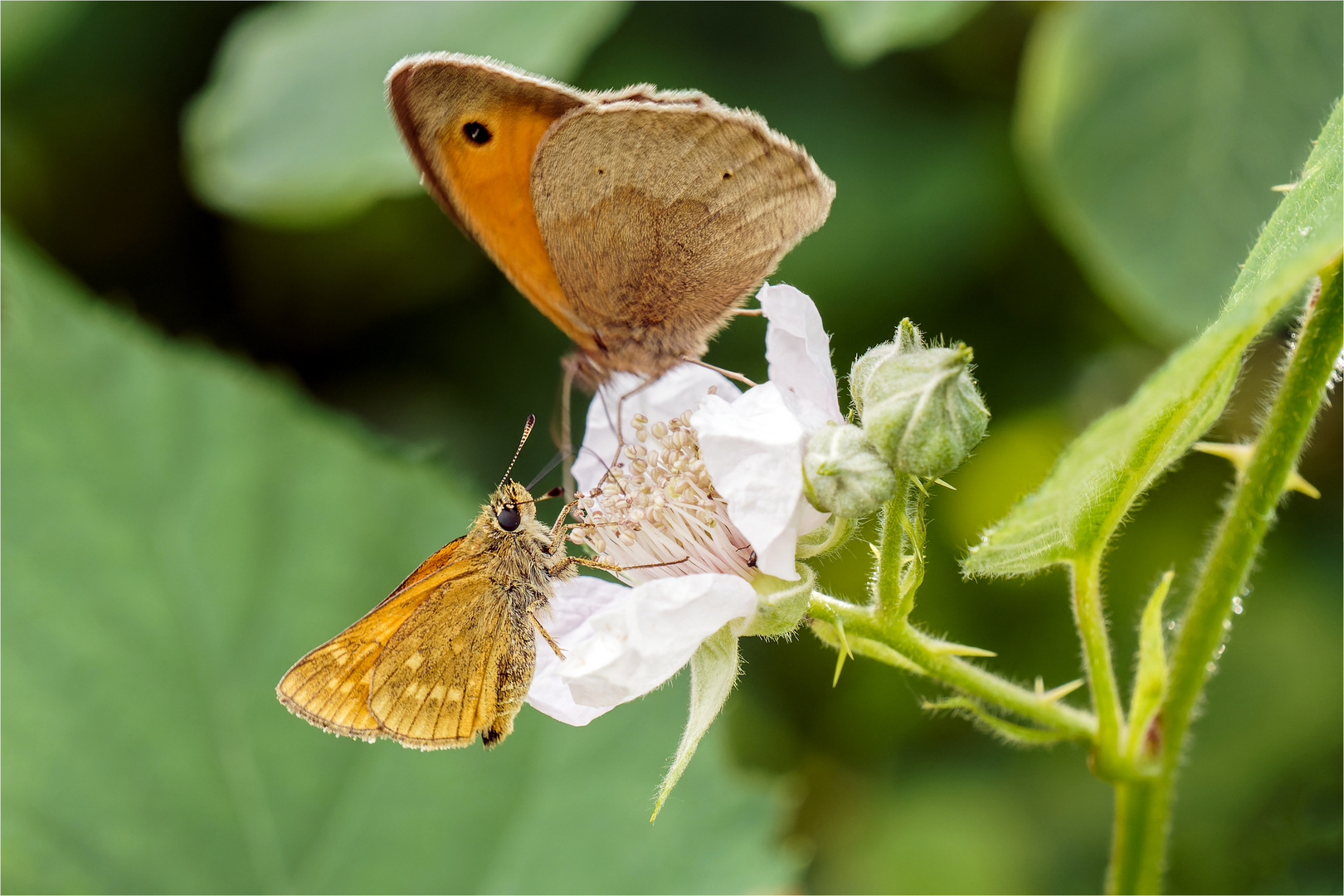 Dickkopffalter & Ochsenauge schlürfend auf der Brombeerblüte  .....