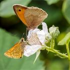 Dickkopffalter & Ochsenauge schlürfend auf der Brombeerblüte  .....