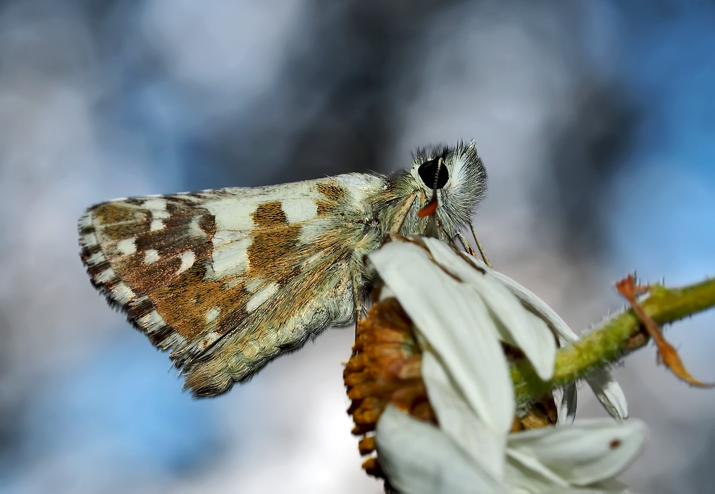 Dickkopffalter (Pyrgus cacaliae, Pyrgus alveus oder armoricanus...) - Il profite du beau temps...