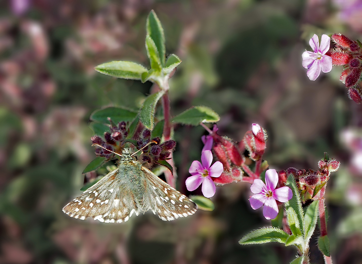 Dickkopffalter: Pyrgus sp... * - Un beau petit papillon!