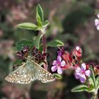 Dickkopffalter: Pyrgus sp... * - Un beau petit papillon!