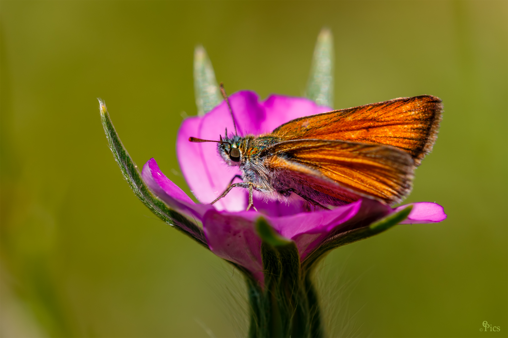 Dickkopffalter - Schmetterling039