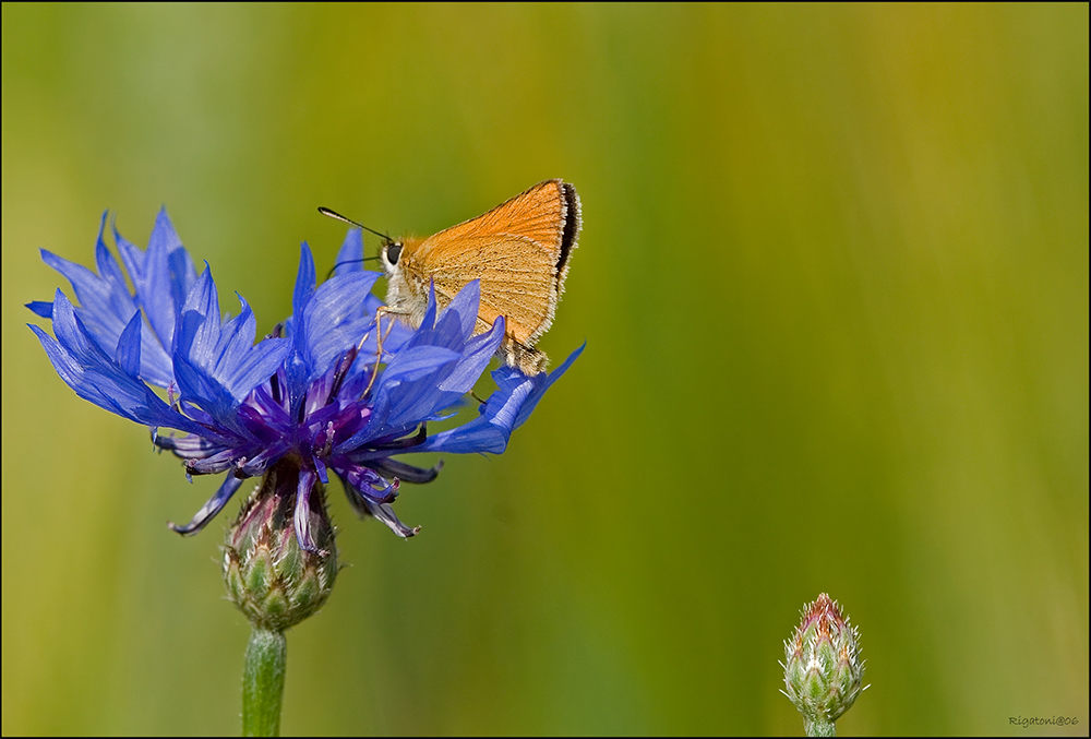 Dickkopffalter (Thymelicus lineola) auf Kornblume