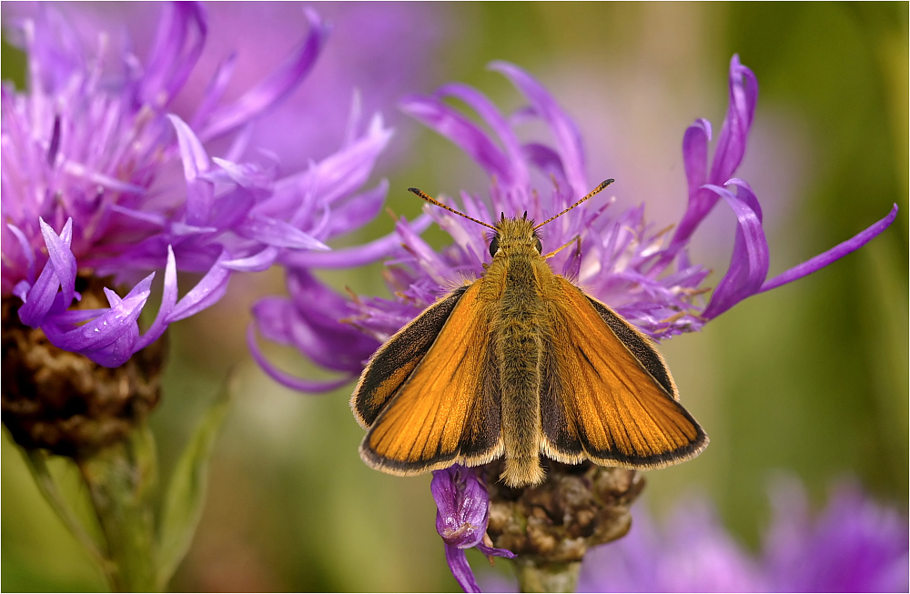 Dickkopffalter (Thymelicus sylvestris)