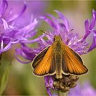 Dickkopffalter (Thymelicus sylvestris)