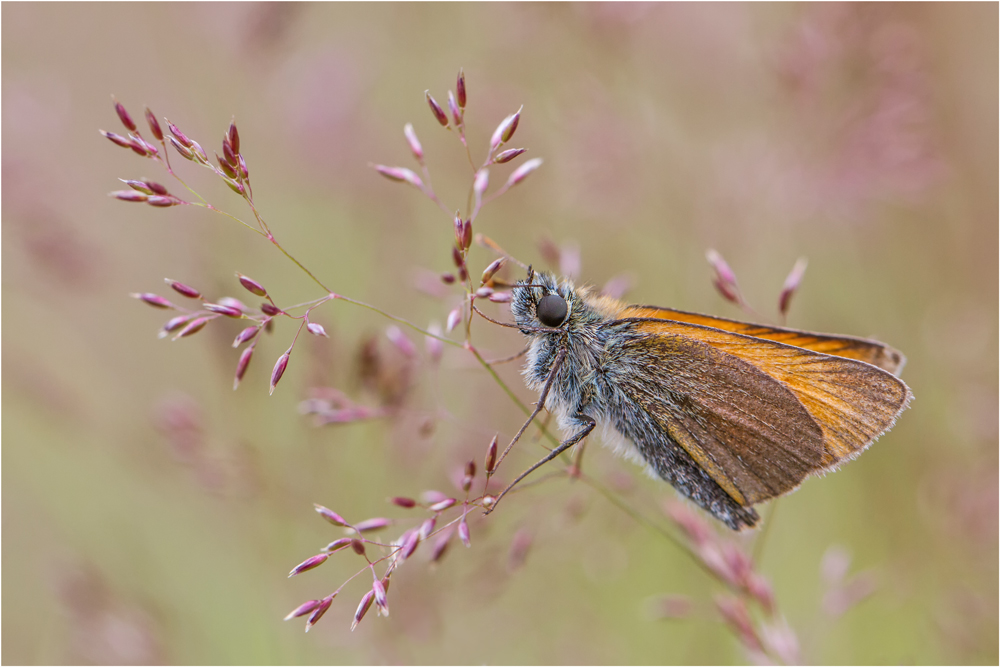 Dickkopffalter (Thymelicus sylvestris)