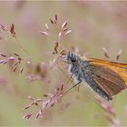 Dickkopffalter (Thymelicus sylvestris)