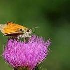 Dickkopffalter (Thymelicus sylvestris)