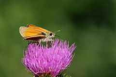 Dickkopffalter (Thymelicus sylvestris)